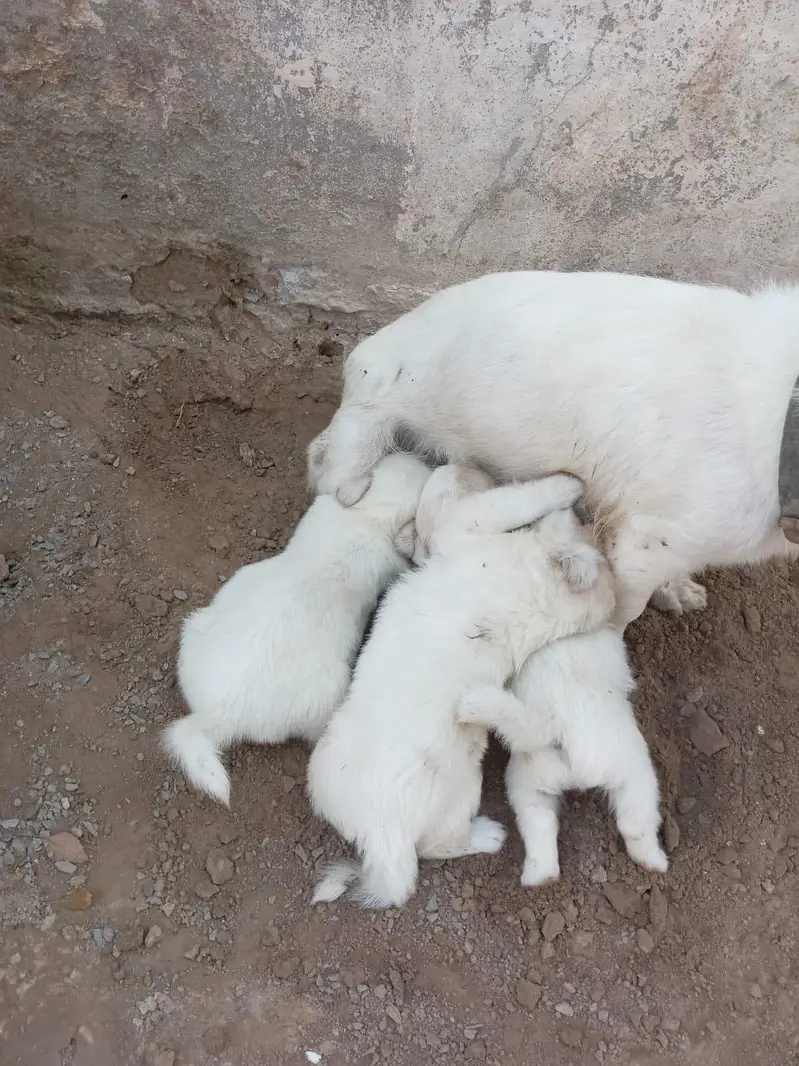 Russian Breed available — photo 3