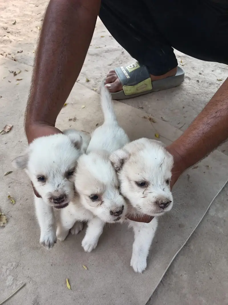 Russian Breed available — photo 4