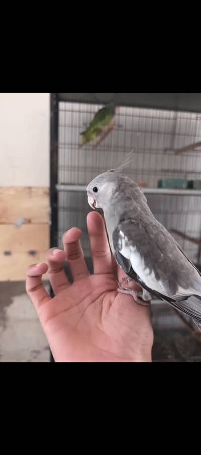 cockatiel Handtame
