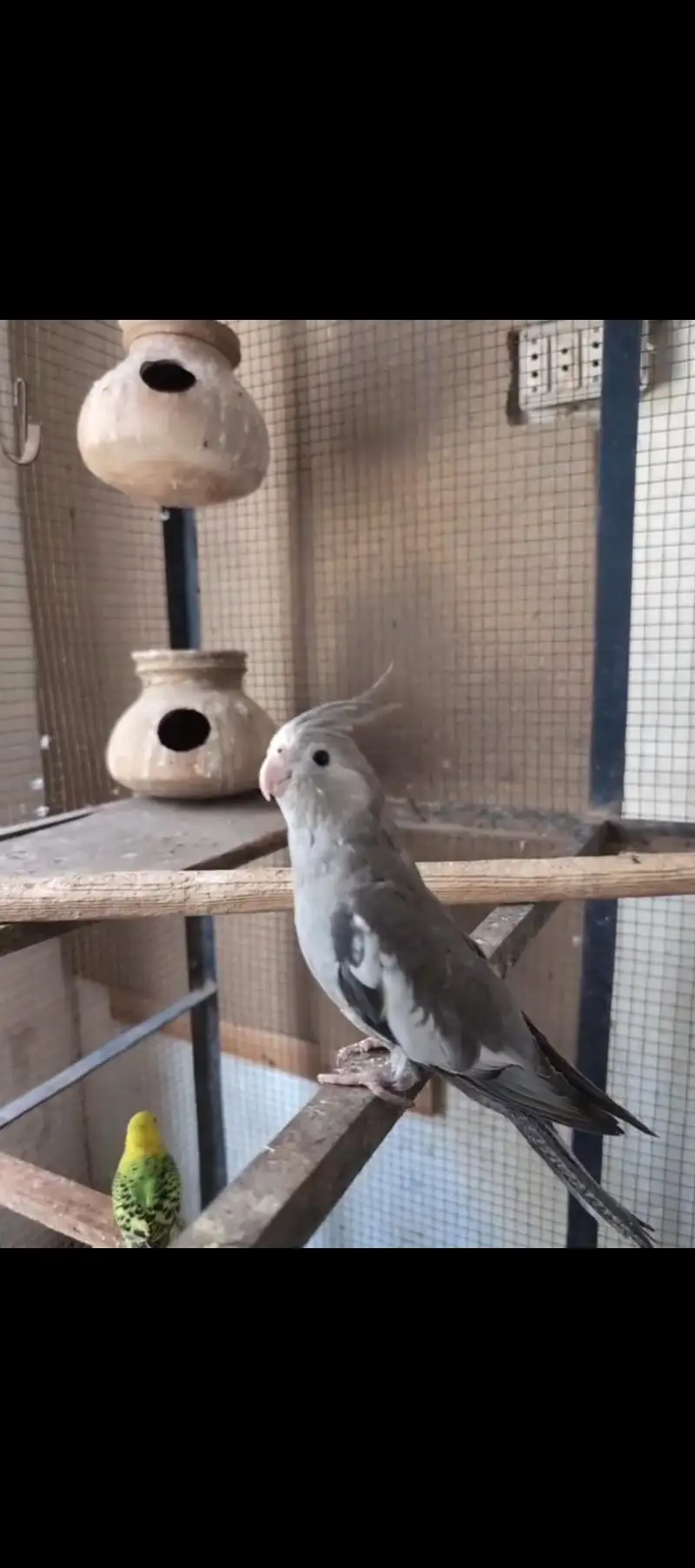cockatiel Handtame — photo 2