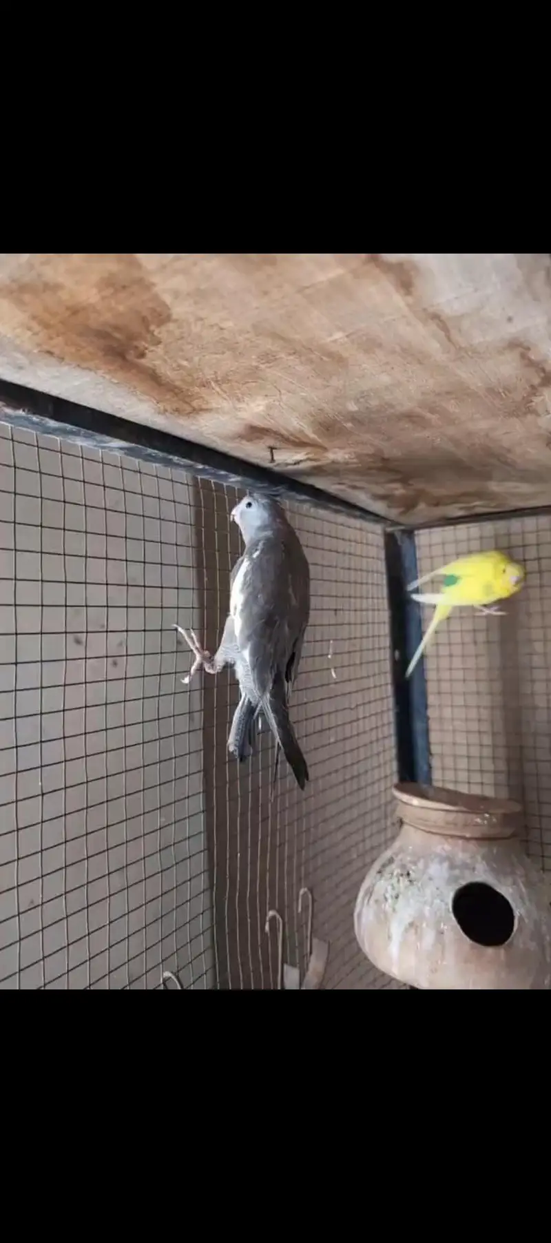cockatiel Handtame — photo 3