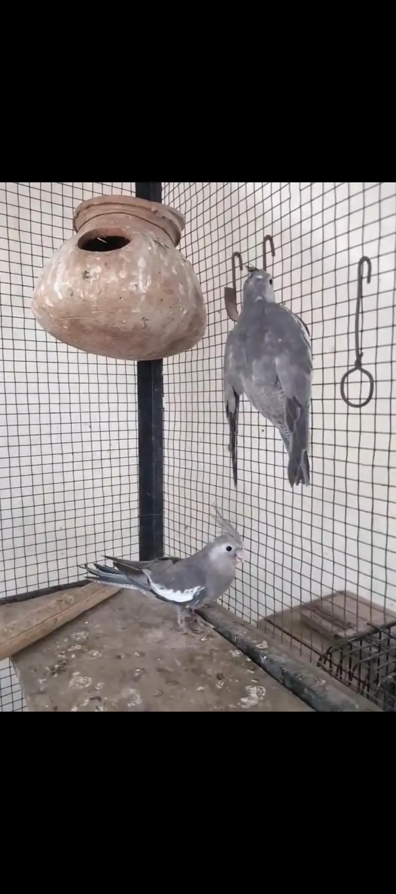 cockatiel Handtame — photo 4