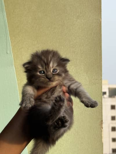 Top breed Persian cats for sale
