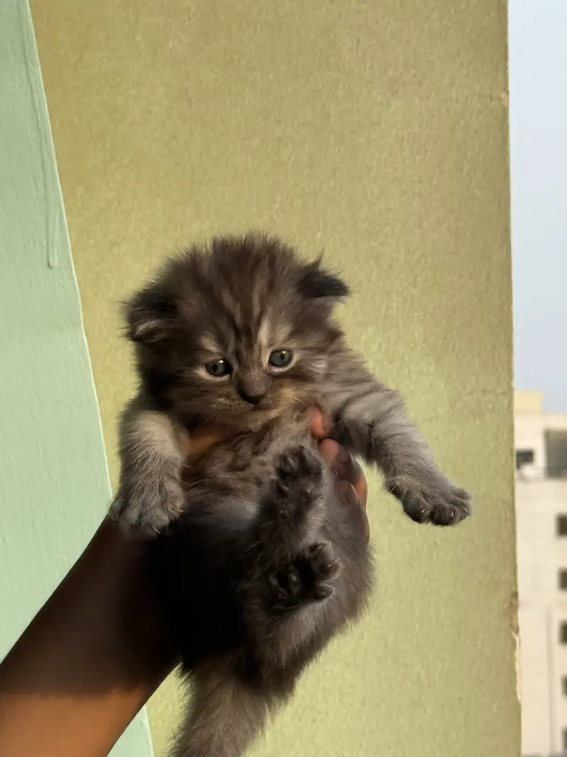 Top breed Persian cats for sale — photo 2