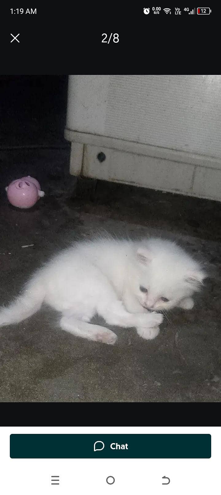 pursion pair for sale 3