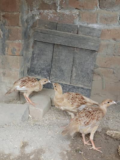 milky white chiks