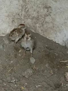 milky white chiks