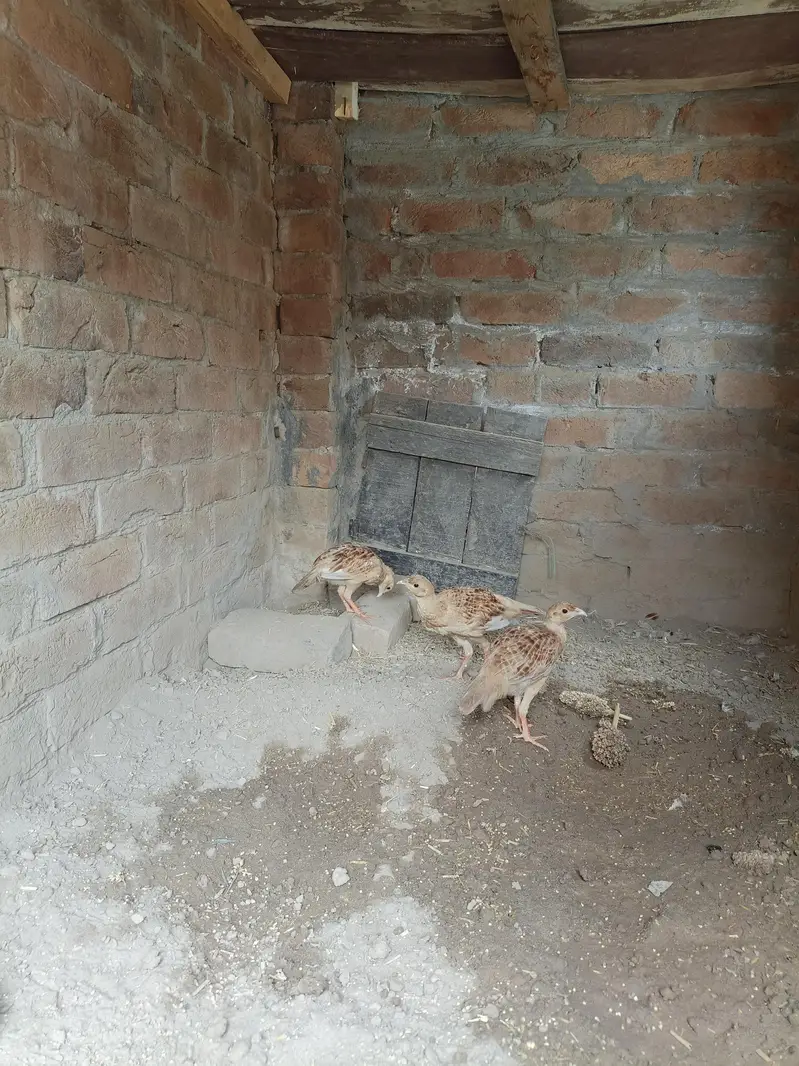 milky white chiks — photo 5
