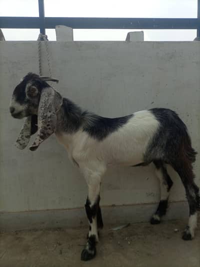 Bakra Healthy 6 months