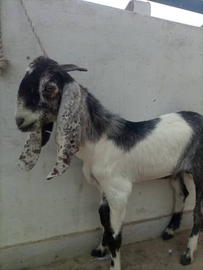 Bakra Healthy 6 months