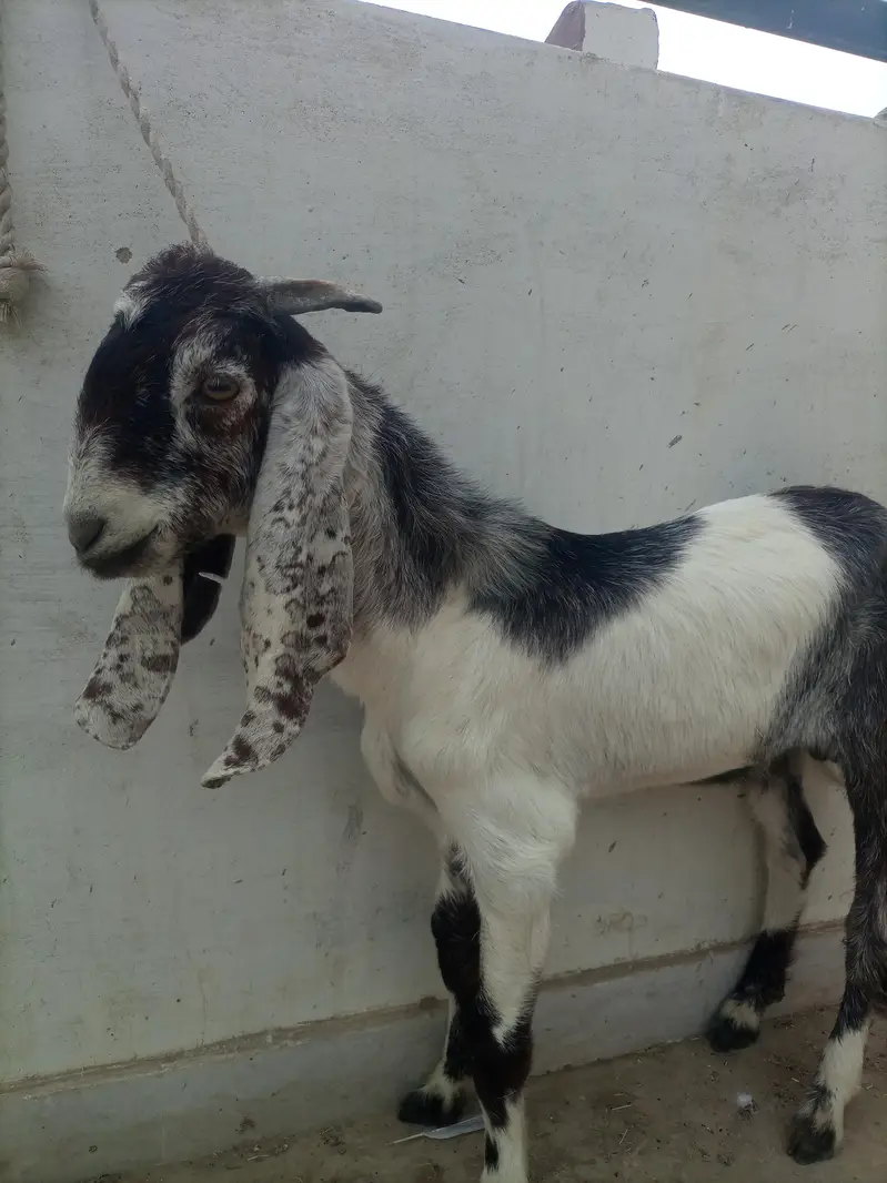 Bakra Healthy 6 months — photo 2