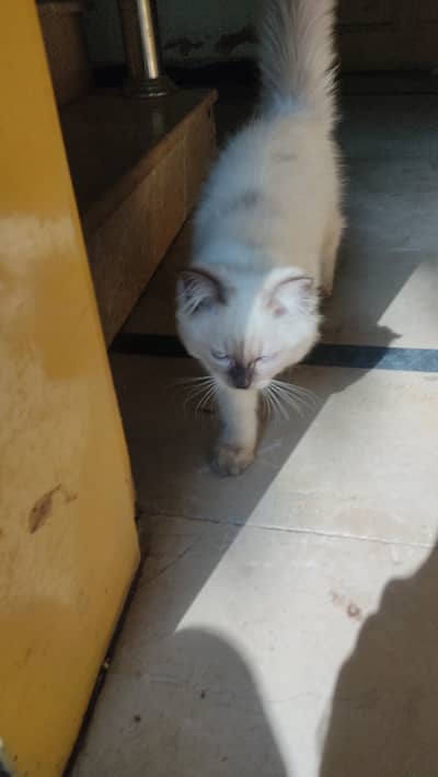 Himalayan Persian Cat available for adoption