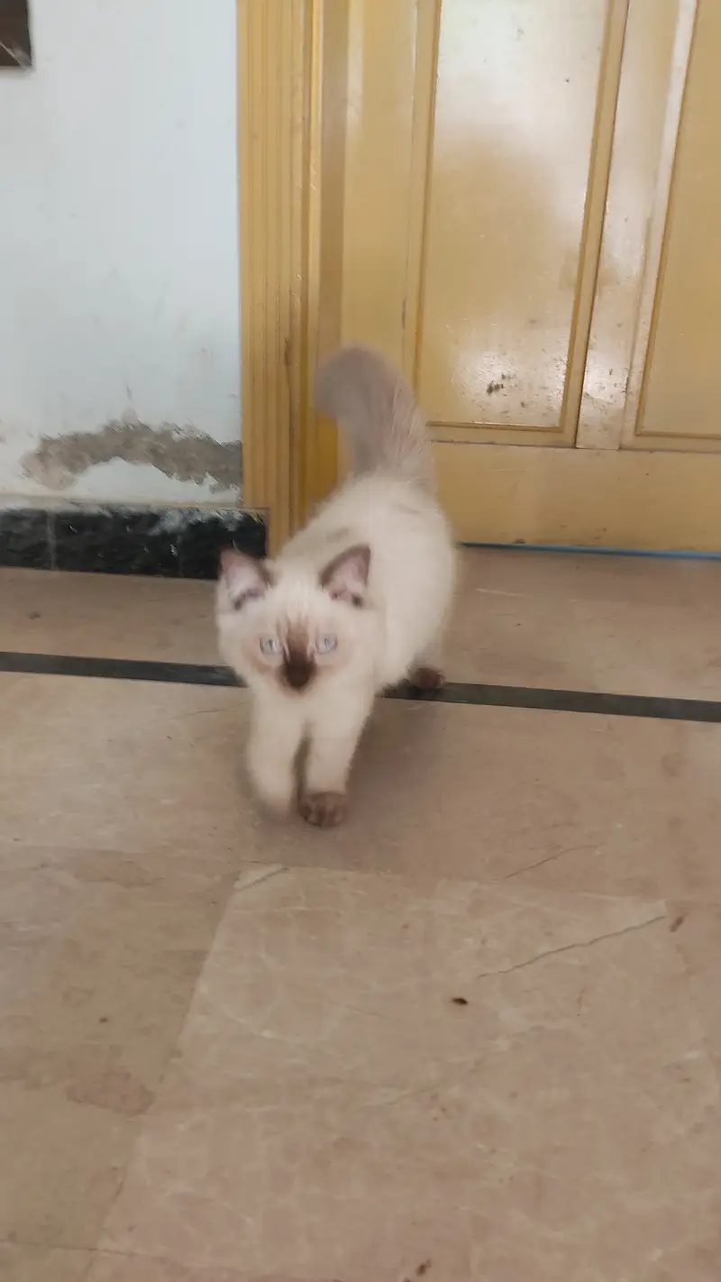 Himalayan Persian Cat available for adoption — photo 2