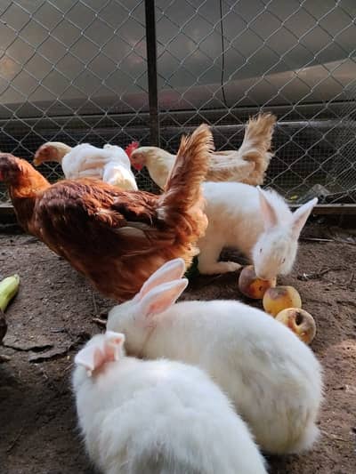 Lohmann Brown & Golden Misri Hens 9 Months | Laying Hens for Sale
