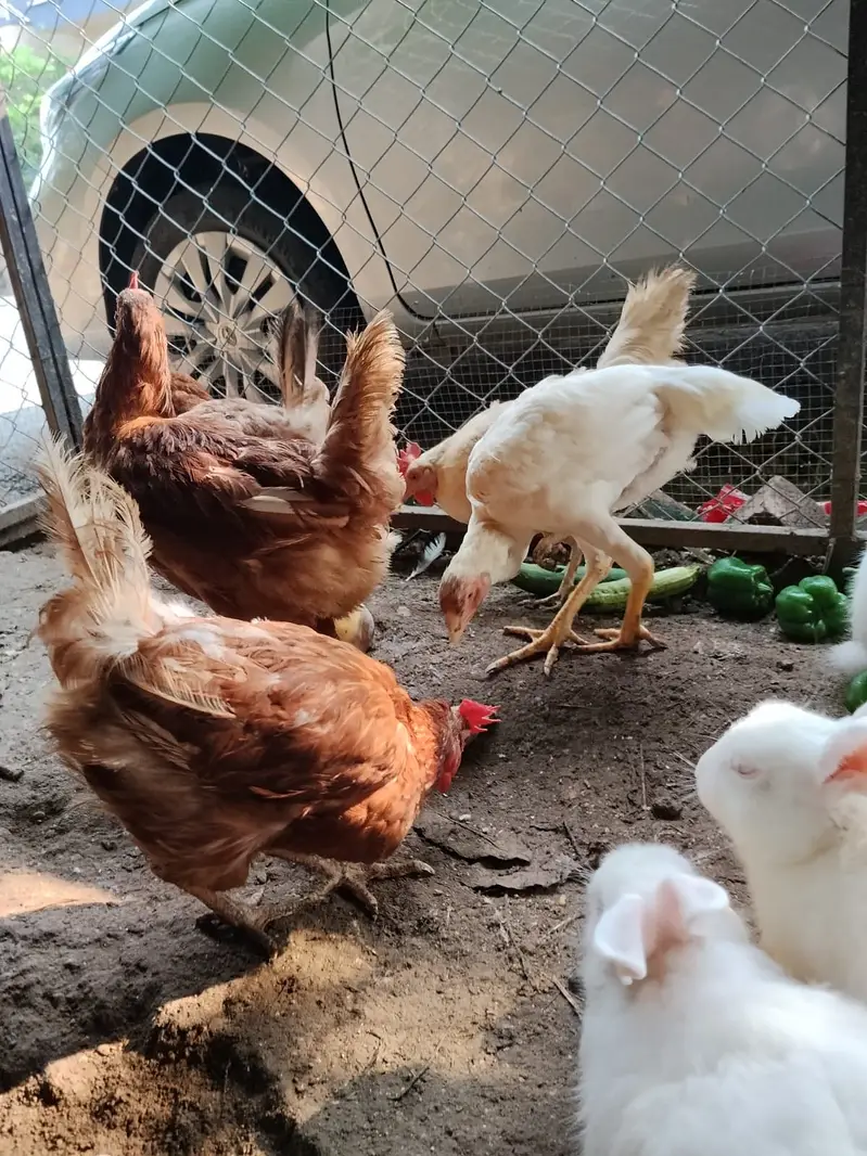 Lohmann Brown & Golden Misri Hens 9 Months | Laying Hens for Sale — photo 2