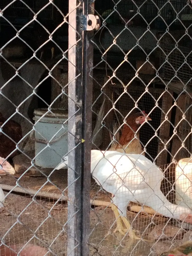 Lohmann Brown & Golden Misri Hens 9 Months | Laying Hens for Sale — photo 3
