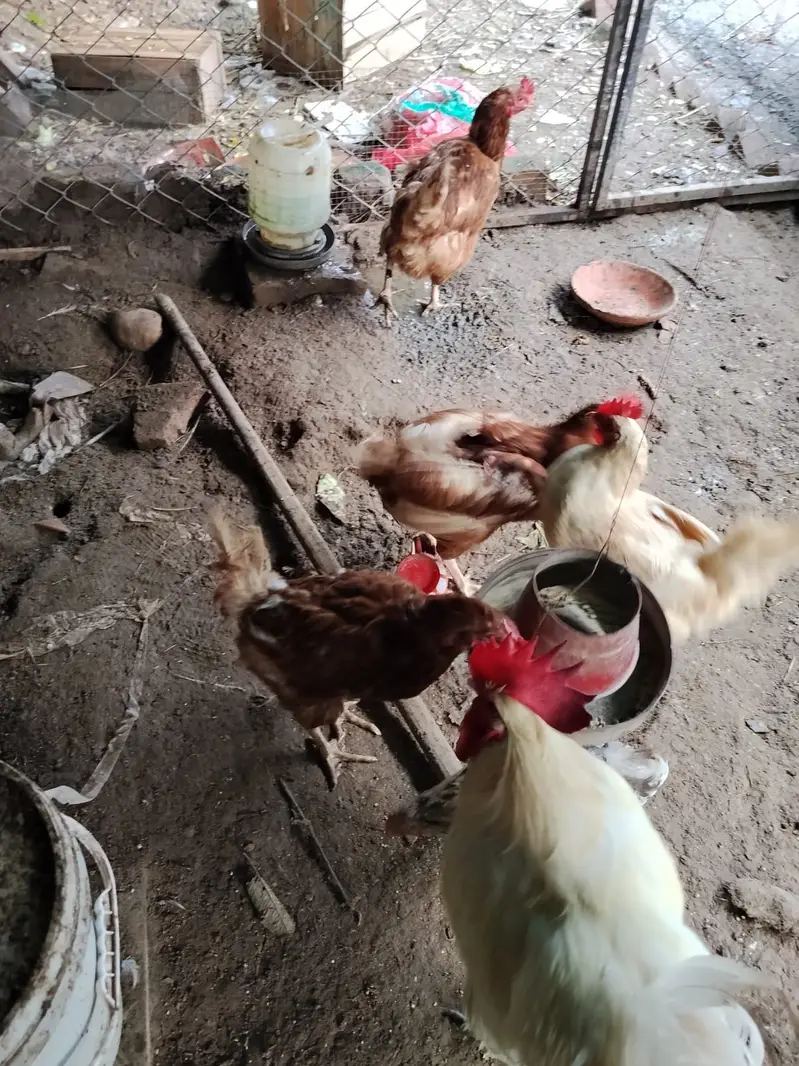 Lohmann Brown & Golden Misri Hens 9 Months | Laying Hens for Sale — photo 4