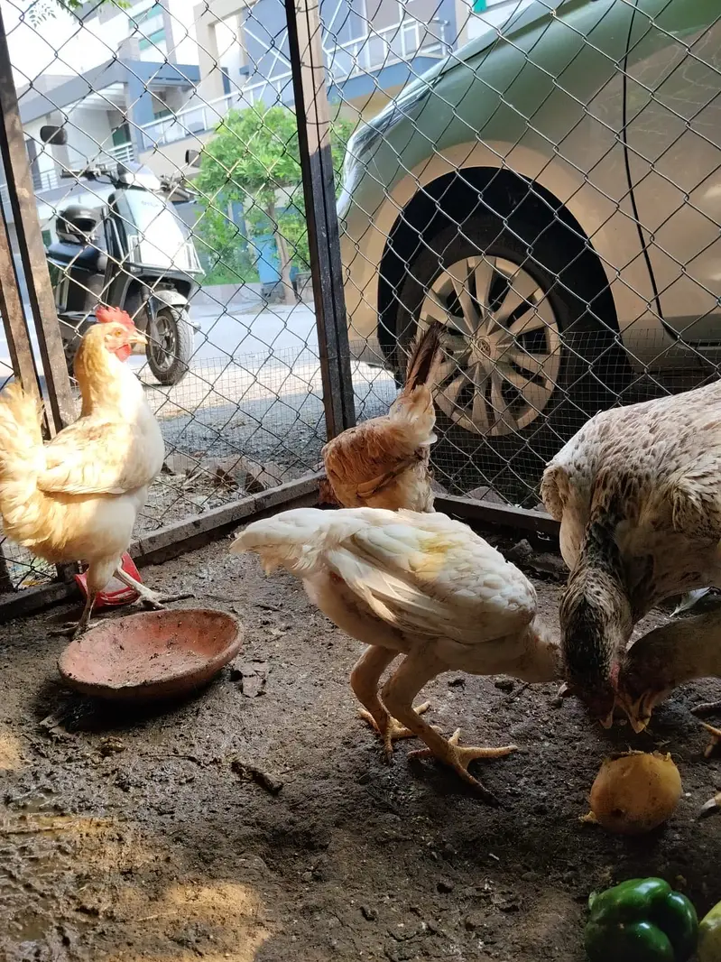 Lohmann Brown & Golden Misri Hens 9 Months | Laying Hens for Sale — photo 5
