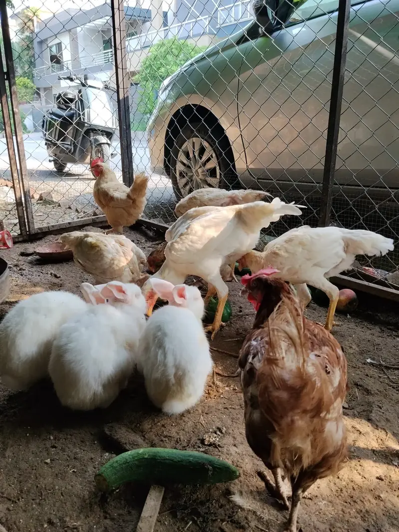 Lohmann Brown & Golden Misri Hens 9 Months | Laying Hens for Sale — photo 7
