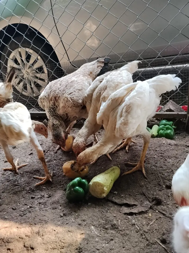 Lohmann Brown & Golden Misri Hens 9 Months | Laying Hens for Sale — photo 8