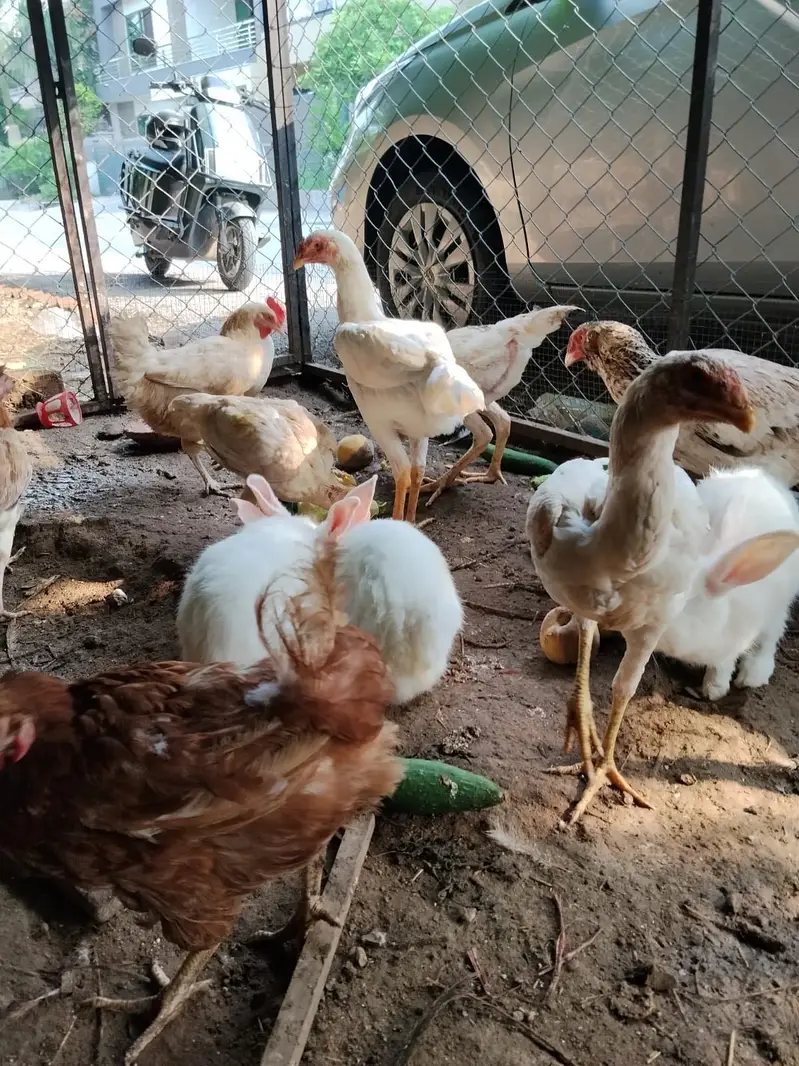 Lohmann Brown & Golden Misri Hens 9 Months | Laying Hens for Sale — photo 9