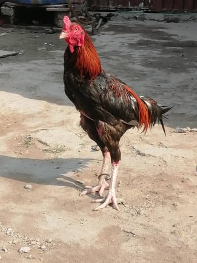 Aseel Java Murga For sale