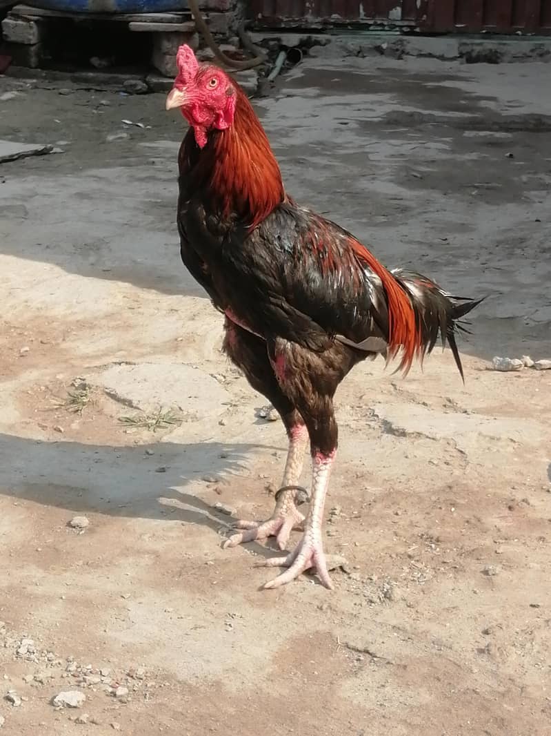 Aseel Java Murga For sale 0