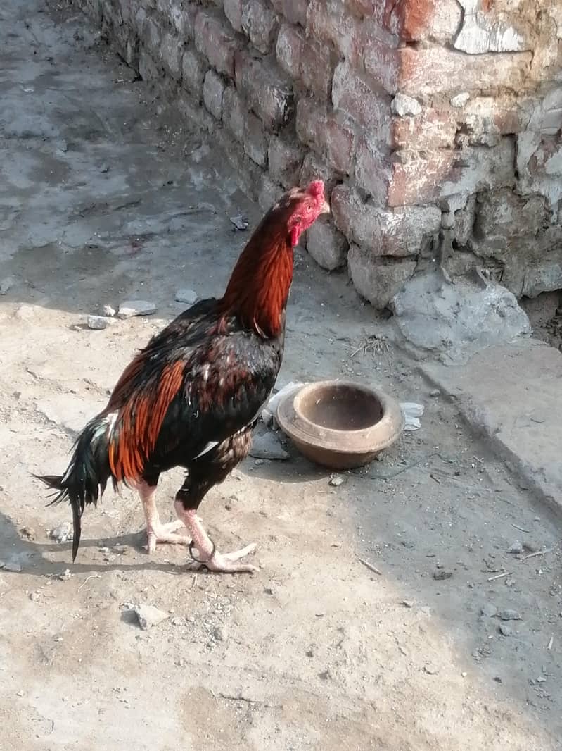 Aseel Java Murga For sale 1