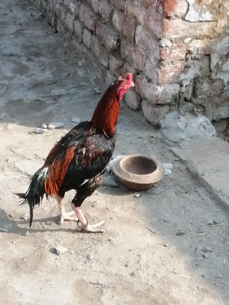 Aseel Java Murga For sale — photo 2
