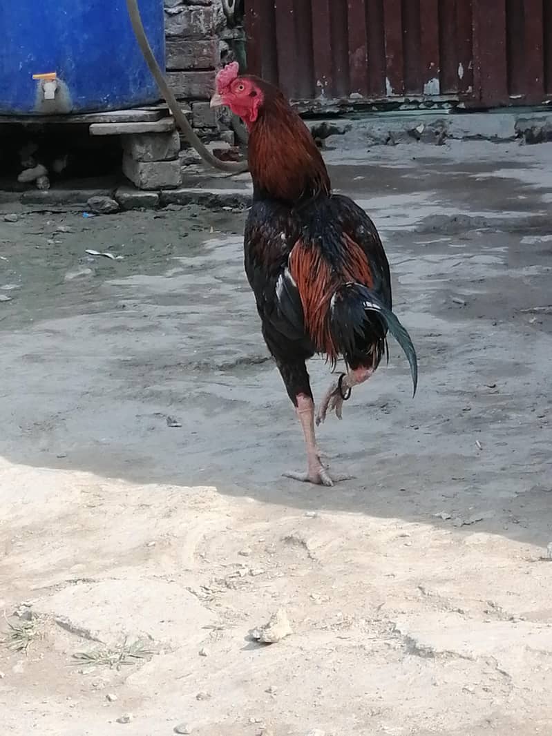 Aseel Java Murga For sale 2