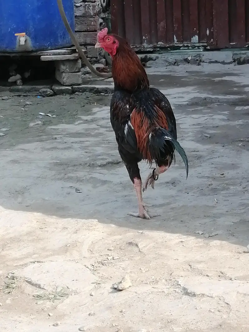 Aseel Java Murga For sale — photo 3
