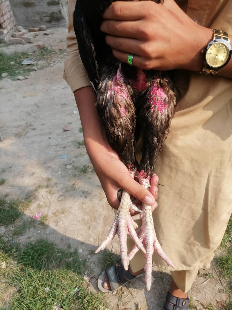Aseel Java Murga For sale 3