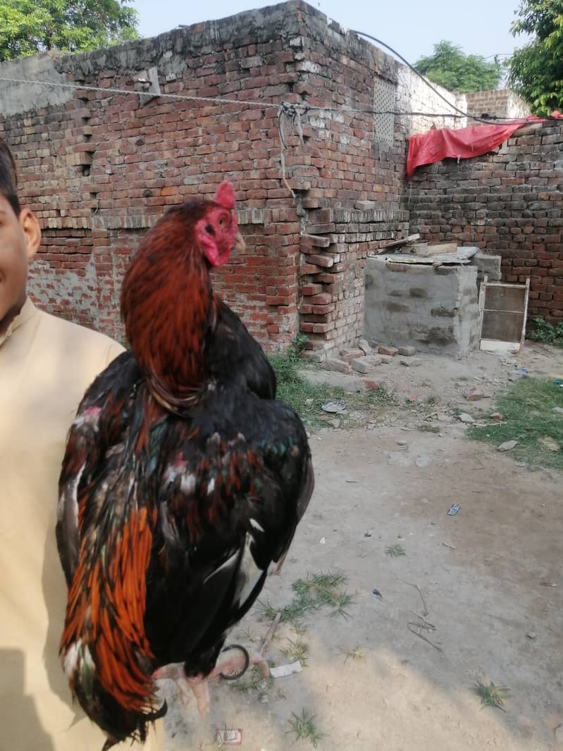 Aseel Java Murga For sale 4