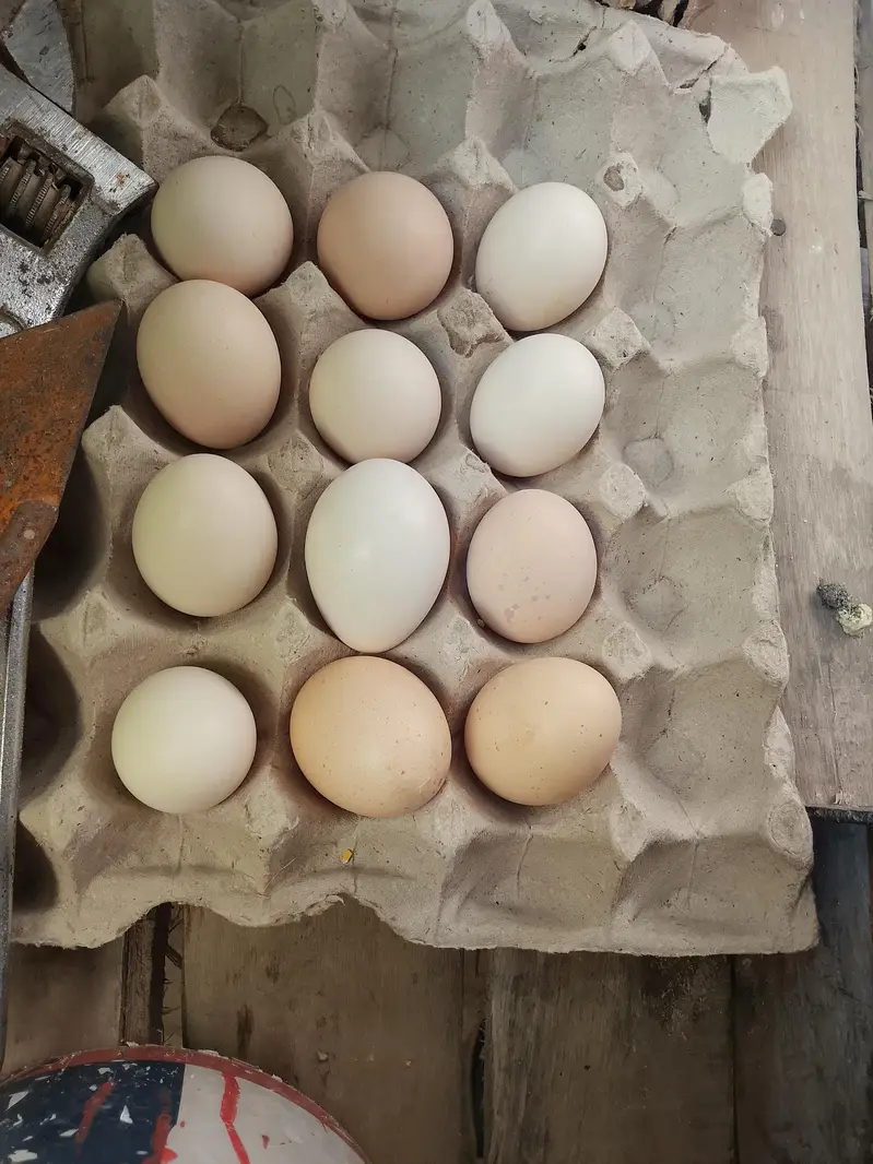 pure desi eggs hen eggs inbox me