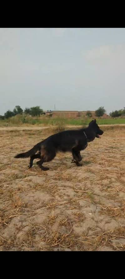 Black German shepherd pink Pedigree female
