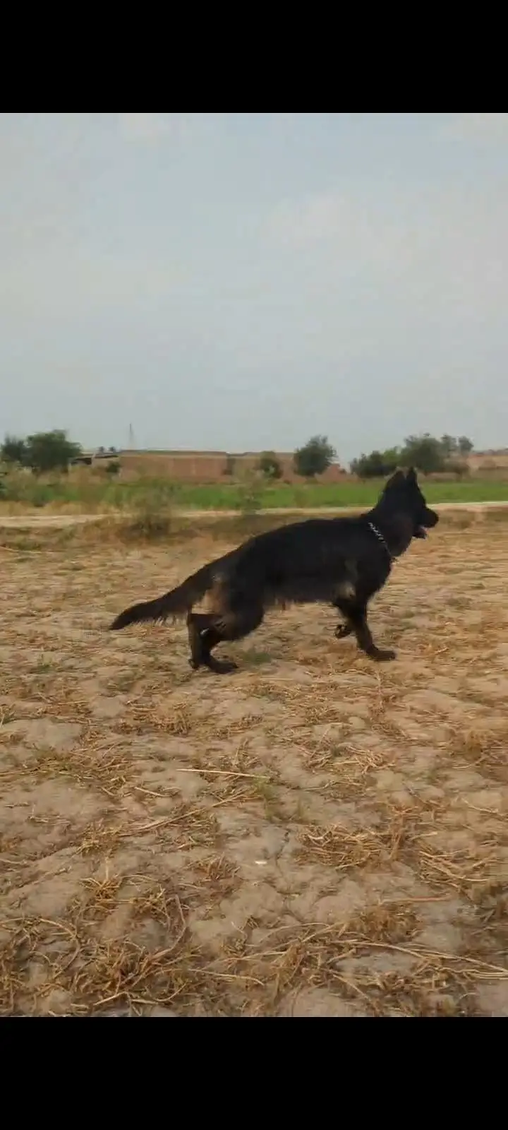Black German shepherd pink Pedigree female — photo 2