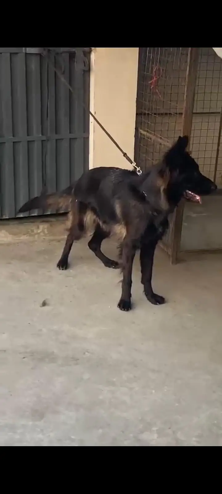 Black German shepherd pink Pedigree female — photo 3