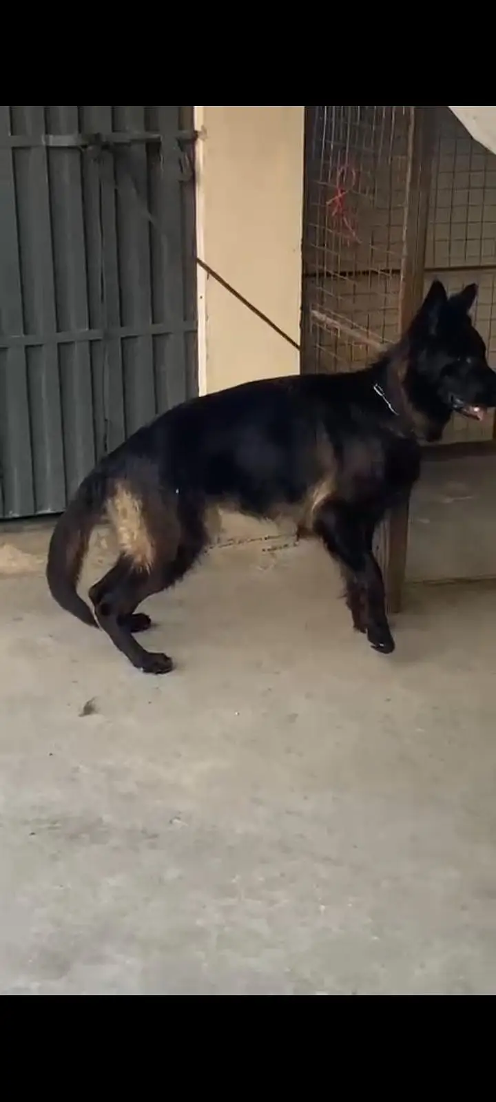 Black German shepherd pink Pedigree female — photo 4