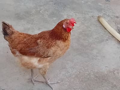 ande Wali murgi 0300.6857440