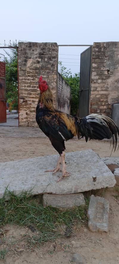 kohati dasi murga, dasi murga,