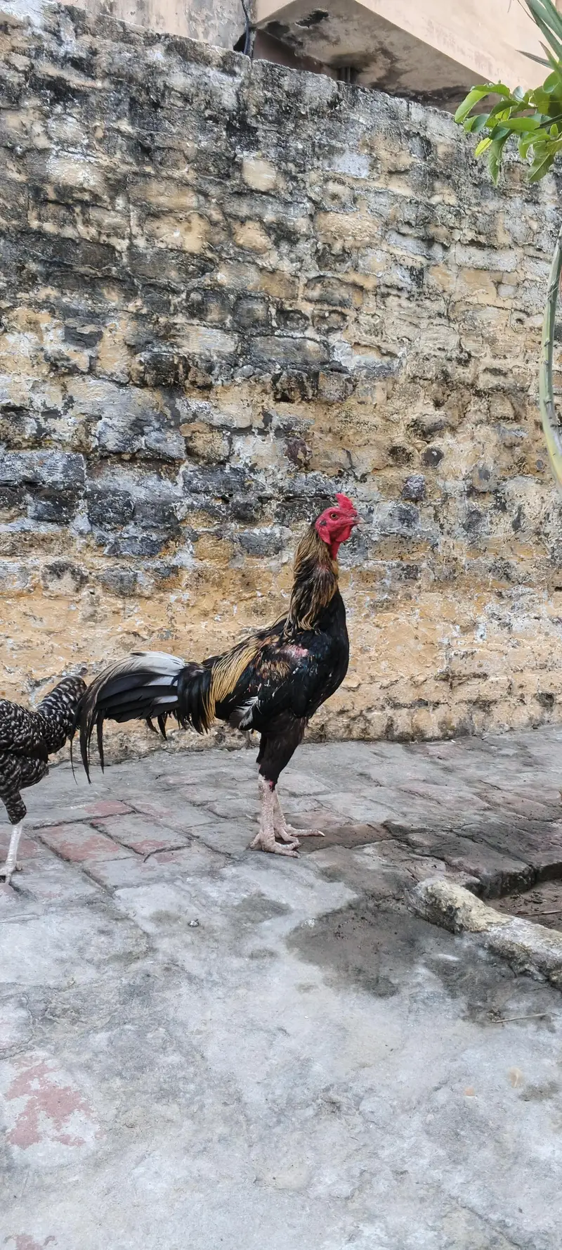 kohati dasi murga, dasi murga, — photo 2