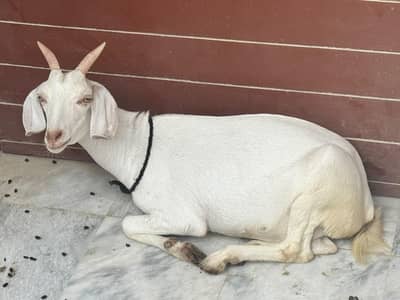 Pure tapre hiran breed