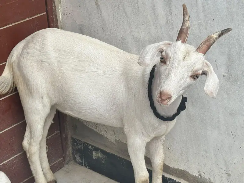 Pure tapre hiran breed — photo 2