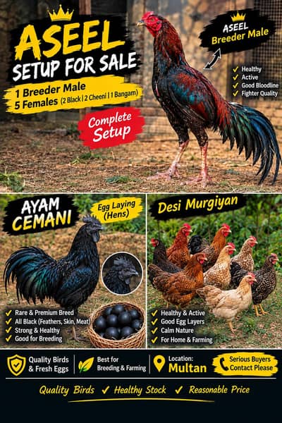 Aseel,golden misri and ayam cemani for sale 03289986860