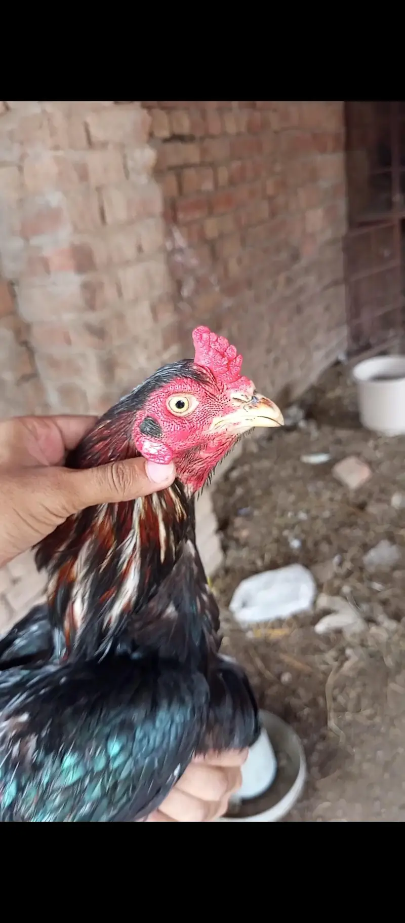 Aseel,golden misri and ayam cemani for sale 03289986860 — photo 2