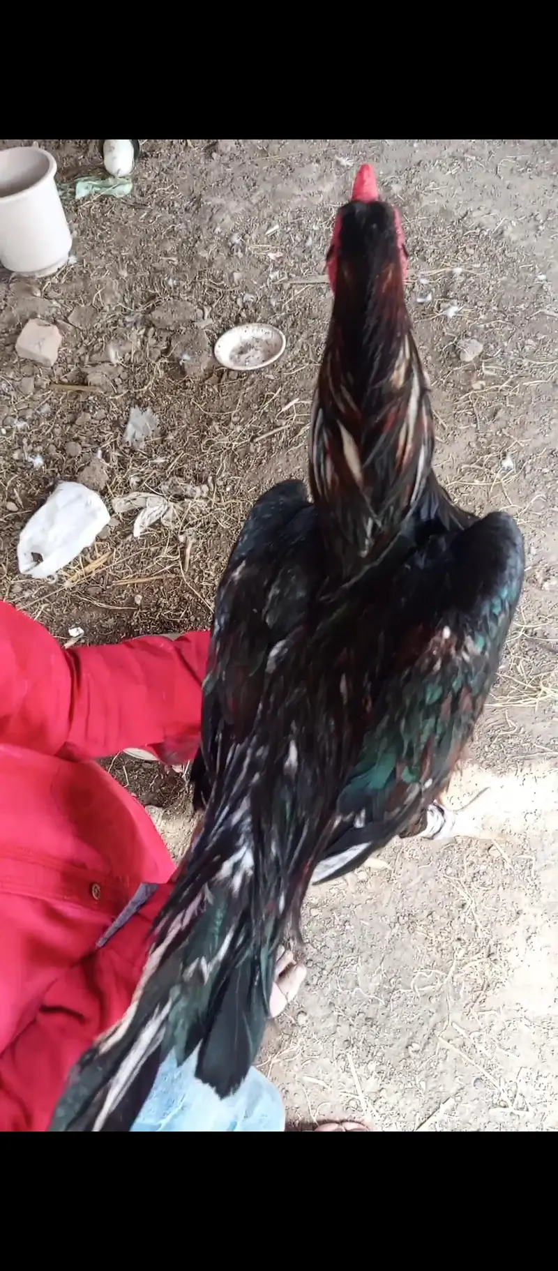 Aseel,golden misri and ayam cemani for sale 03289986860 — photo 3