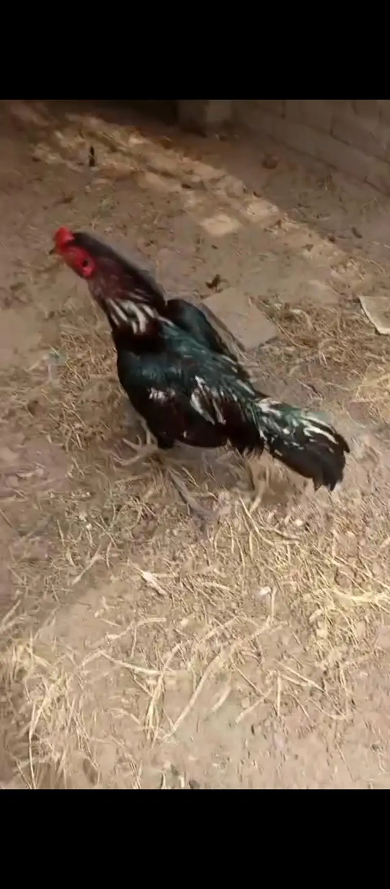 Aseel,golden misri and ayam cemani for sale 03289986860 — photo 4