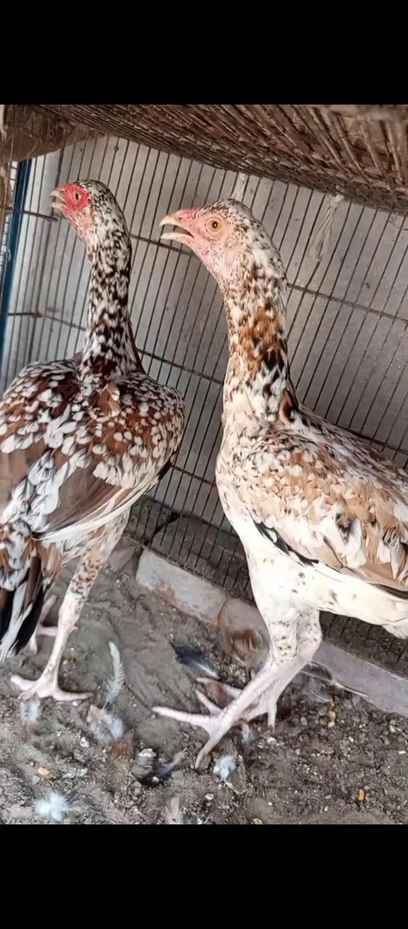 Aseel,golden misri and ayam cemani for sale 03289986860 — photo 5