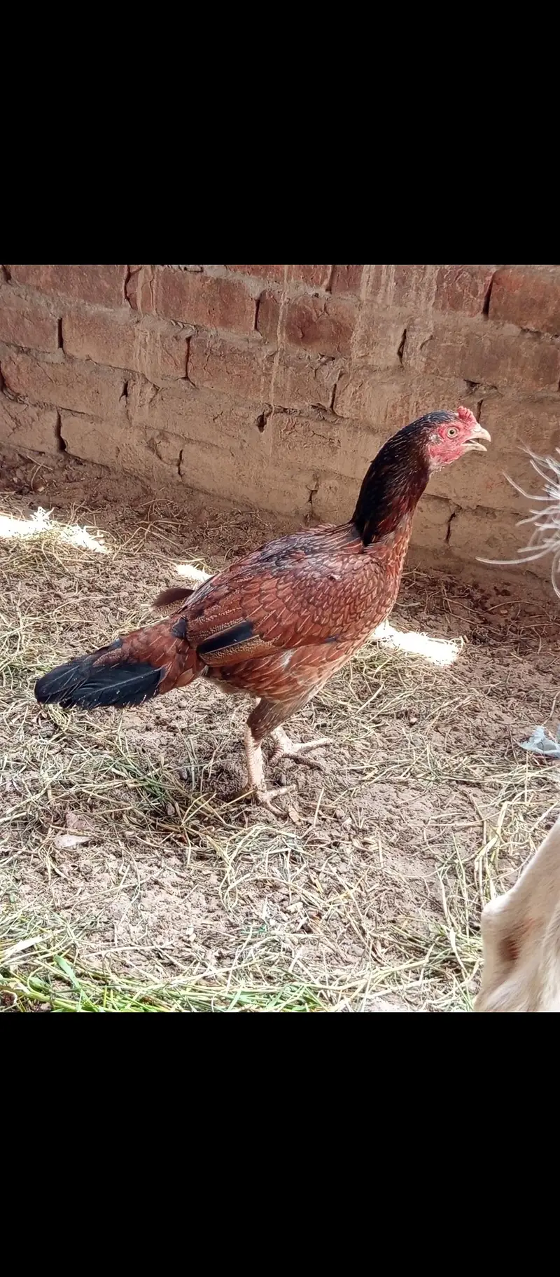 Aseel,golden misri and ayam cemani for sale 03289986860 — photo 6
