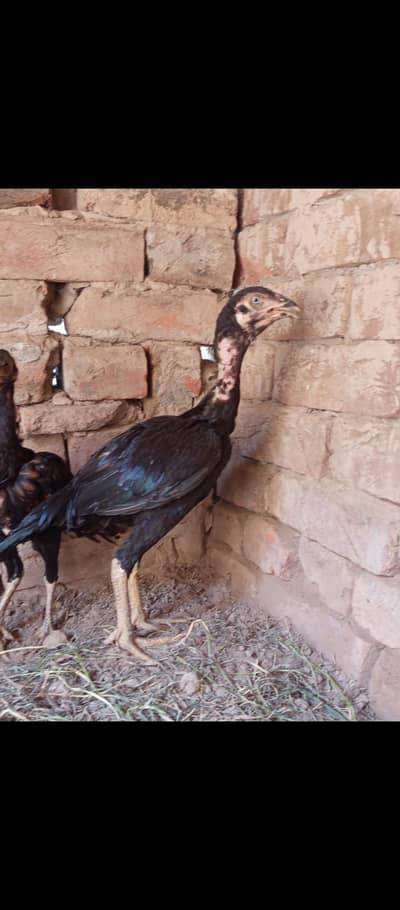 Aseel,golden misri  for sale 03289986860